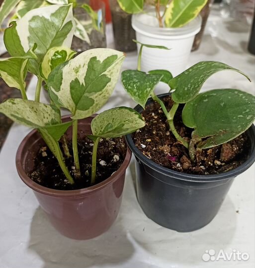 Эпипремиумы