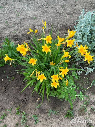 Лилейник желтый. Многолетнее растение