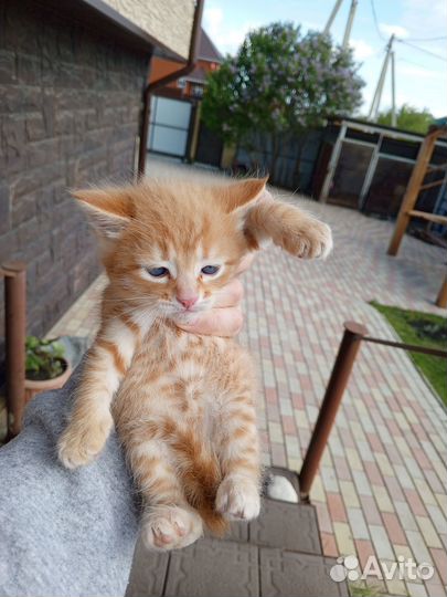 Рыжий котенок