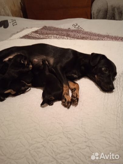 Маленькая собака в добрые руки