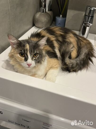 Кошка в дар бесплатно
