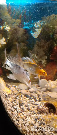 Кои Пара 10 - 12 см продам