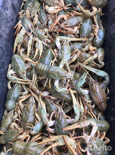 Раки опт и розницу