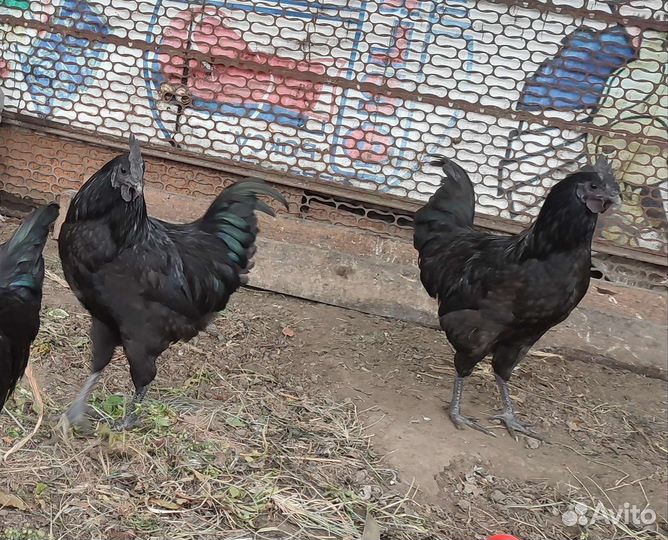 Петух Ухейулюй 4-5 мес