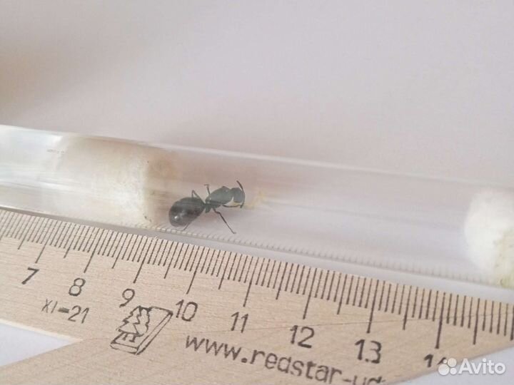 Муравьи для муравьиной фермы