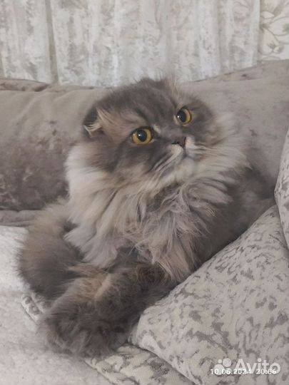 Шотландская вислоухая