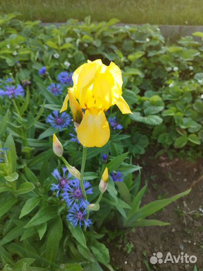 Ирис бородатый