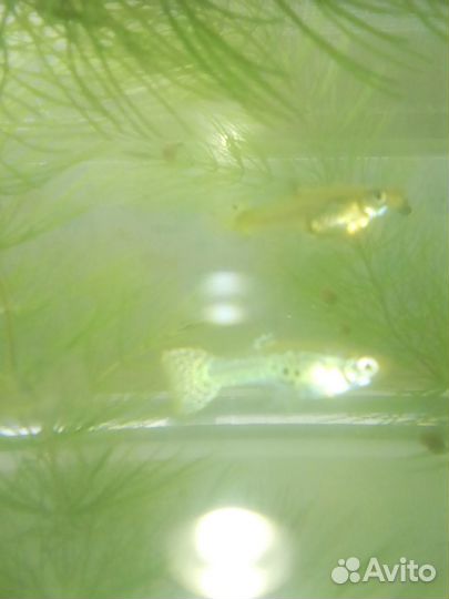 Самец и самки гуппи