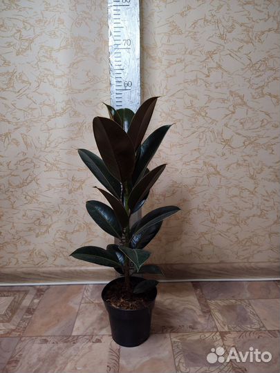 Фикус эластика Мелани