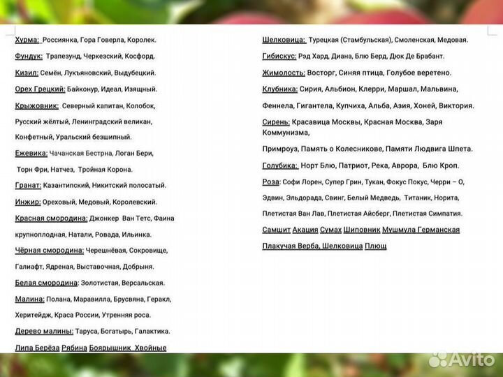 Саженцы Розы Софи Лорен