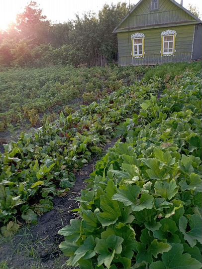 Дом 44 м² на участке 30 сот.