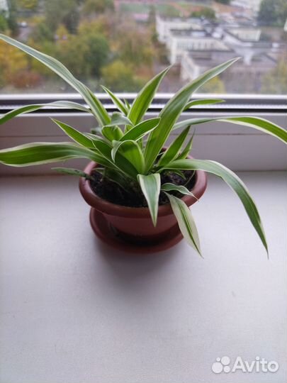 Хлорофитум