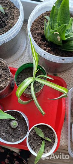 Хлорофитум кудрявый