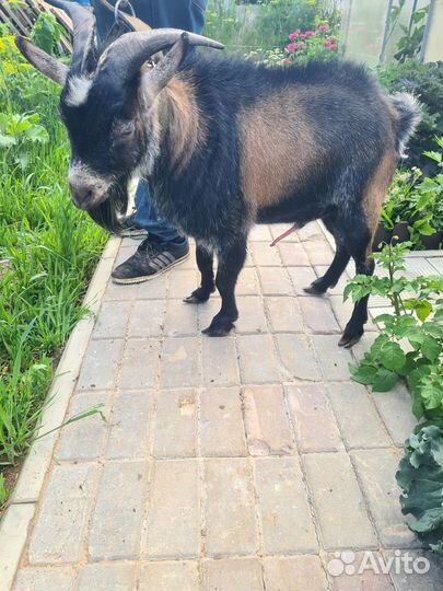 Сельхоз животные