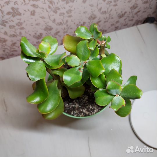 Толстянка волнистолистная, Денежное дерево