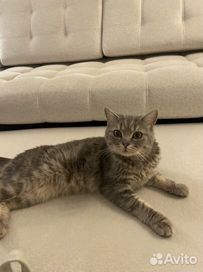 Британский кот