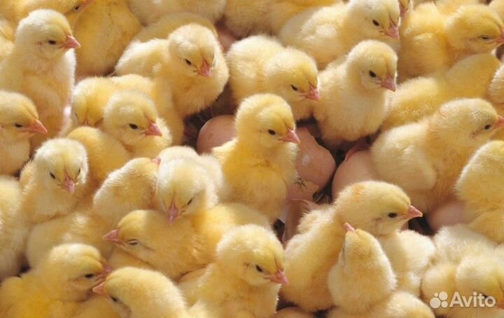 Цыплята и утята