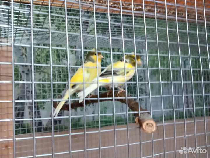 Продам кенора