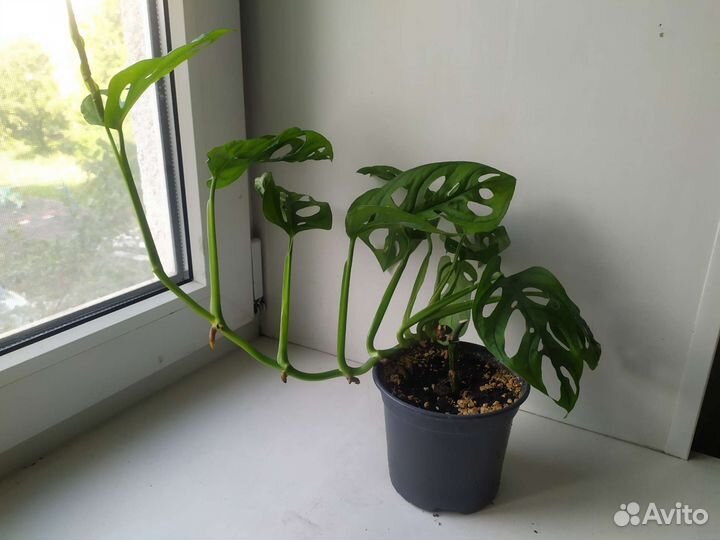 Монстера манки