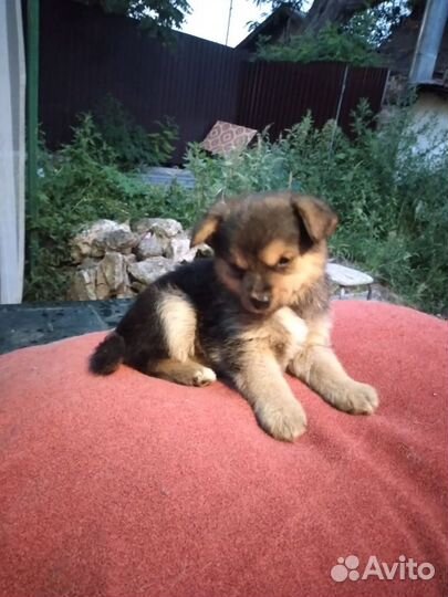 Собака в добрые руки щенок