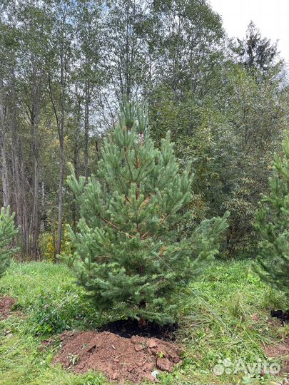 Сосна 2,5 метра