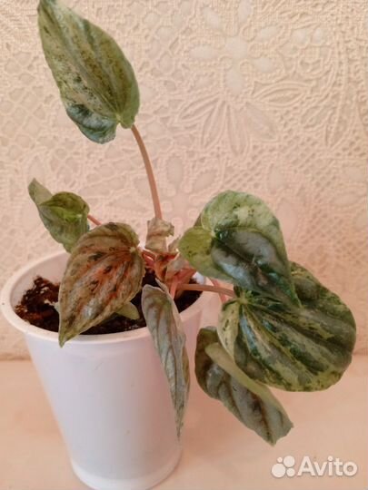 Цветы комнатные