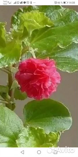 Бегония вечноцветущая махровая