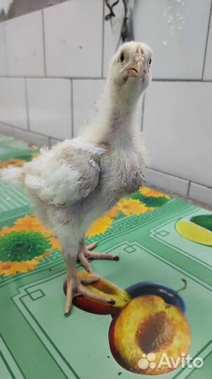 Цыплята Бройлеры