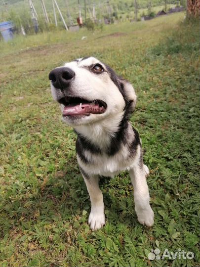 Отдам щенков в добрые руки