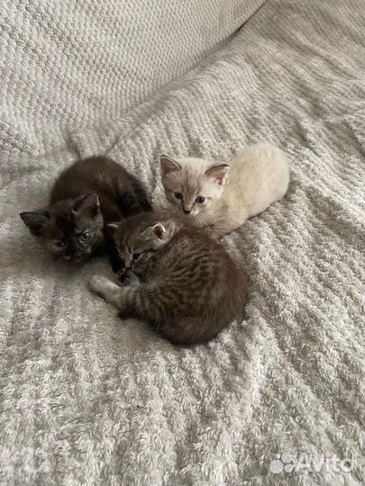 Котята в добрые руки