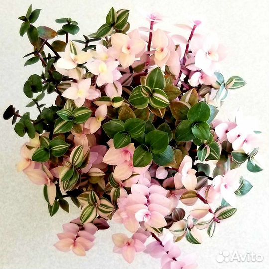 Каллизия Бьянка, редкий сорт