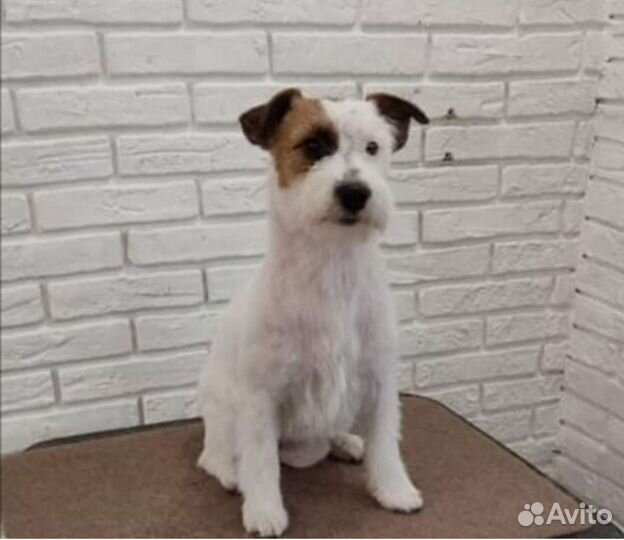 Стрижка, тримминг, экспресс линька