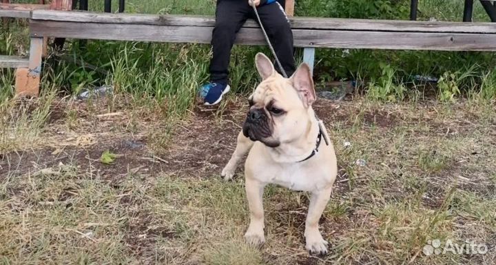 Французский бульдог