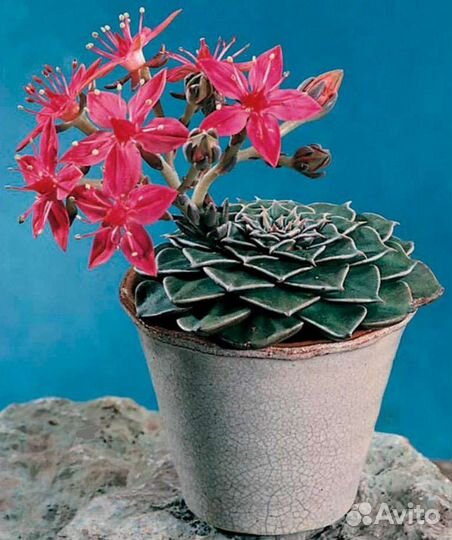 Граптопеталум Беллум, суккулент