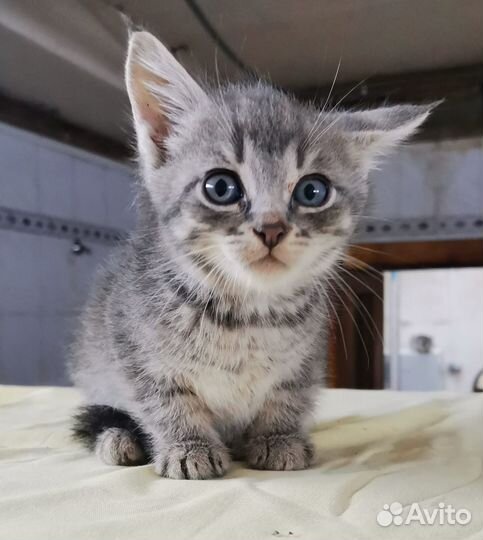 Котенок мальчик бесплатно