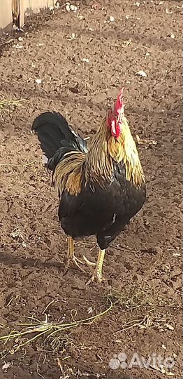 Петух красавец