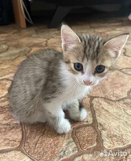 Котятки в добрые руки