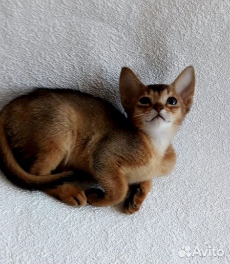 Абиссинская котята