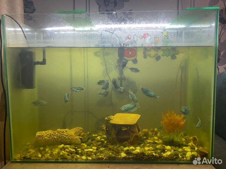 Аквариум с рыбками
