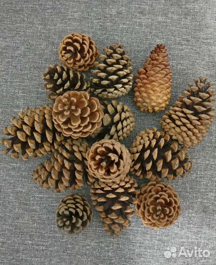 Шишки еловые