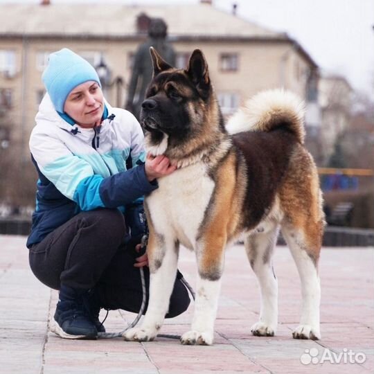 Американская акита