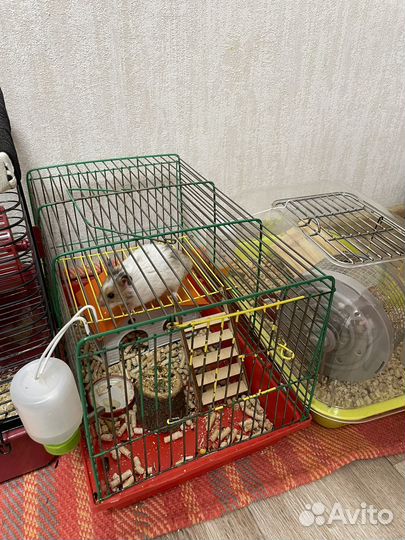 Сирийский хомяк