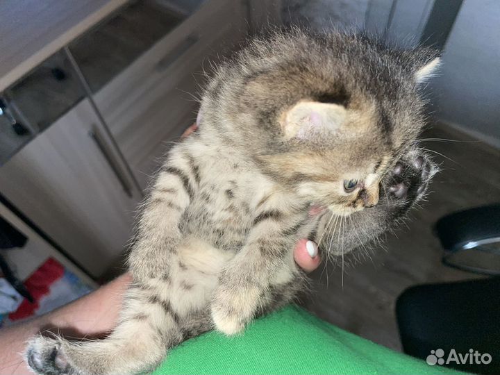 Котятки веселые