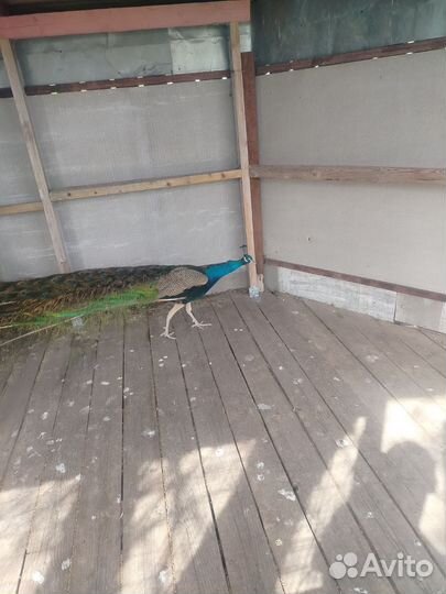 Павлин самец 3 года