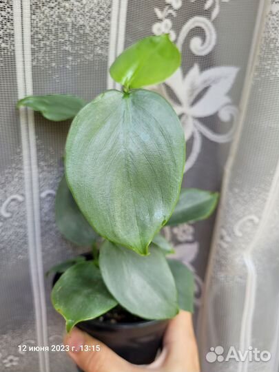 Разные комнатные растения