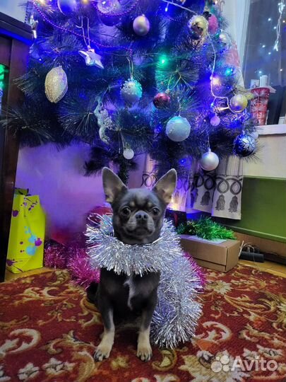 Вязка собак чихуахуа