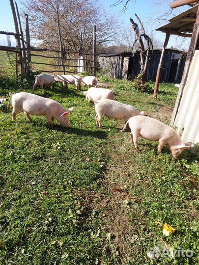 Поросята
