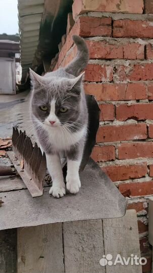 Кошка