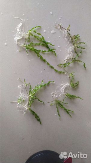 Креветки, растения, рыбки