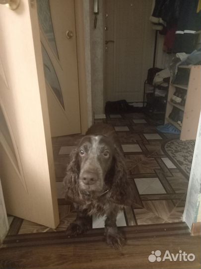 Русский спаниель